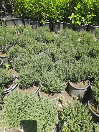 Kekik Bitkisi – Canlı Saksılı Aromatik Fide 10-20cm (Yenilebilir / Baharatlık / Balkon İçin Uygun)
