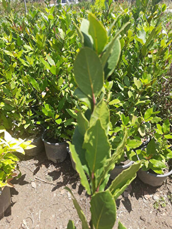 Defne Bitkisi – Canlı Saksılı Aromatik Yapraklı Fide 60-80cm (Yemeklik / Bahçeye Uygun)