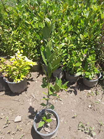 Defne Bitkisi – Canlı Saksılı Aromatik Yapraklı Fide 60-80cm (Yemeklik / Bahçeye Uygun)