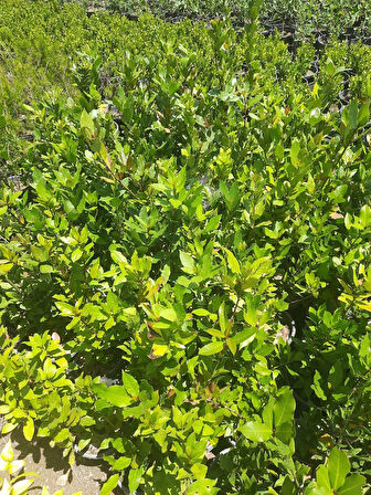 Defne Bitkisi – Canlı Saksılı Aromatik Yapraklı Fide 60-80cm (Yemeklik / Bahçeye Uygun)