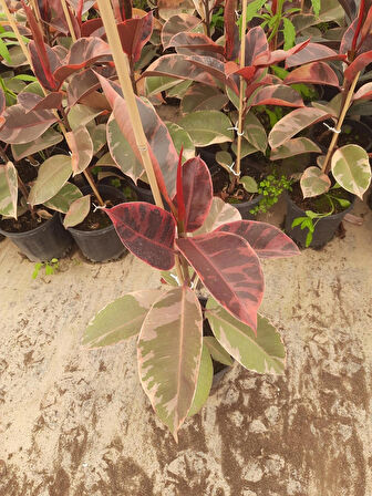 Kırmızı Kauçuk Bitkisi – Canlı Saksıda Bordo Yapraklı Salon Bitkisi 60-80cm
