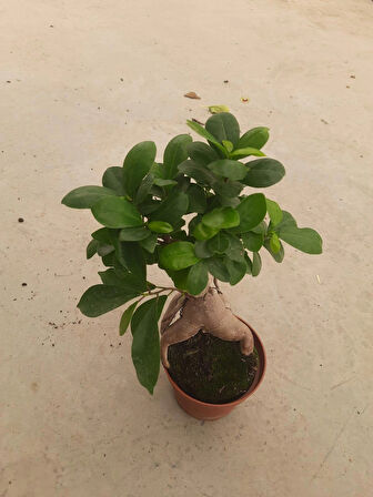 Bonsai – Canlı Saksılı Minyatür Ağaç 20-30cm (İç Mekâna Uygun)