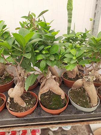 Bonsai – Canlı Saksılı Minyatür Ağaç 20-30cm (İç Mekâna Uygun)