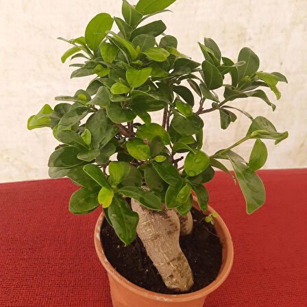 Bonsai – Canlı Saksılı Minyatür Ağacı 20-30cm (İç Mekâna Uygun)