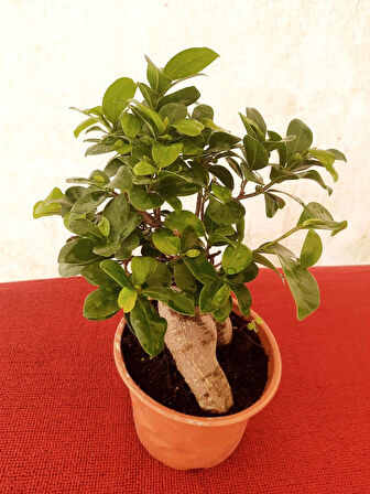 Bonsai – Canlı Saksılı Minyatür Ağacı 20-30cm (İç Mekâna Uygun)
