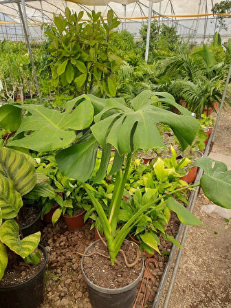 Deve Tabanı – Canlı Saksılı Geniş Yapraklı Salon Bitkisi 3 Adet (Monstera / Dekoratif)