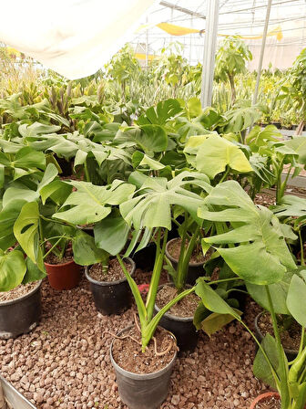 Deve Tabanı – Canlı Saksılı Geniş Yapraklı Salon Bitkisi 3 Adet (Monstera / Dekoratif)