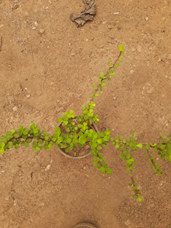 Para Çiçeği – Canlı Saksılı Crassula Ovata 15-30cm (Şans Getiren Sukulent)