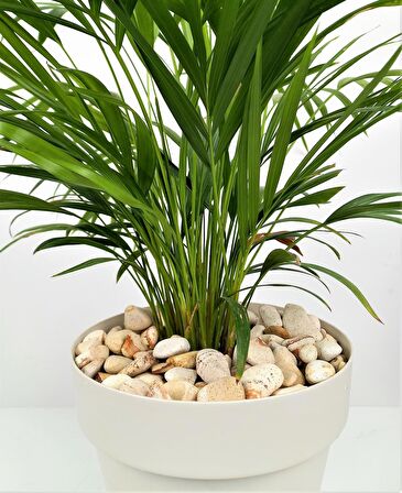 Sarı Çizgili Dolomit 3 Kg 2-4 Cm Sarı Dolomit Taş
