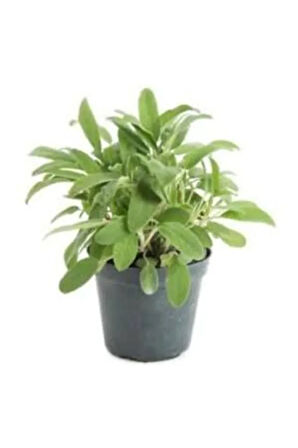 Adaçayı Fidesi Saksılı 15cm-25cm