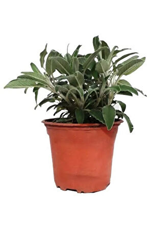Adaçayı Fidesi Saksılı 15cm-25cm
