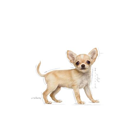 Royal Canin Chihuahua Yavru Köpek Maması 1.5kg