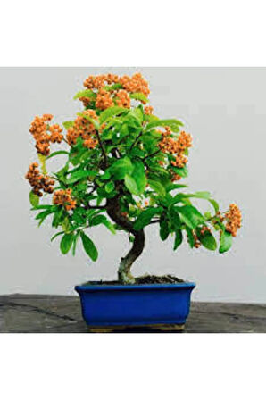 3 Adet Tohum Yeni Dünya Ateş Dikeni Bodur Bonzai Bonsai Meyvesi Saksı Toprak Sürpriz Hediye Tohum