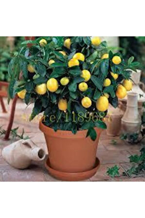5 Adet Tohum Bodur Bonsai Limon Ağacı Tohumu Italyan Limon Seti Saksı Toprak Sürpriz Hediye Tohum