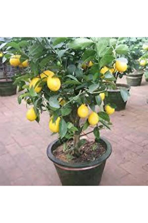 5 Adet Tohum Bodur Bonsai Limon Ağacı Tohumu Italyan Limon Seti Saksı Toprak Sürpriz Hediye Tohum