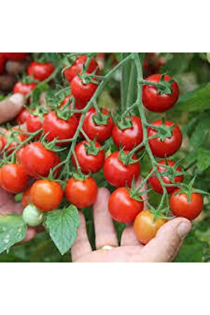 Tohum Süper Paket Cherry Domates Ata Tohum 150 Adet