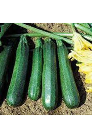 Kara Kolsuz Kabak Tohumu 20 Adet