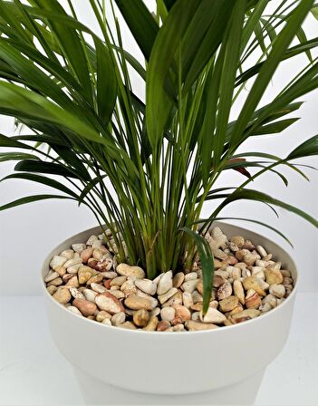 Sarı Çizgili Dolomit Taşı 1 Kg 1-2 Cm Renkli Dolomit Dekoratif Taş