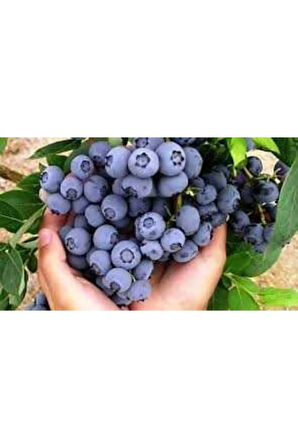 10 Adet Yaban Mersini Tohumu Blueberry Tohumu