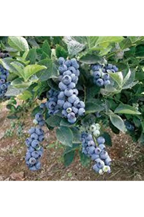 10 Adet Yaban Mersini Tohumu Blueberry Tohumu