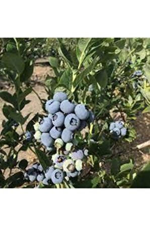 10 Adet Yaban Mersini Tohumu Blueberry Tohumu