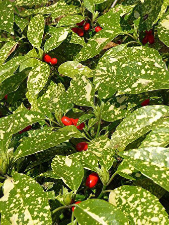 "2 Yaşında Akuba Defne (Aucuba japonica) Fidanı - Bahçeniz İçin Dayanıklı ve Estetik"