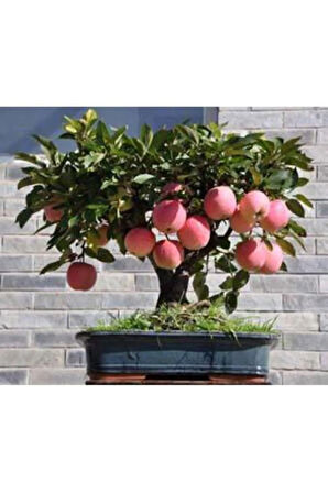 5 Adet Tohum Bodur Bonsai Elma Ağacı Bonzai Tohumu Süpriz Hediye Bonsai Ağacı Tohumu