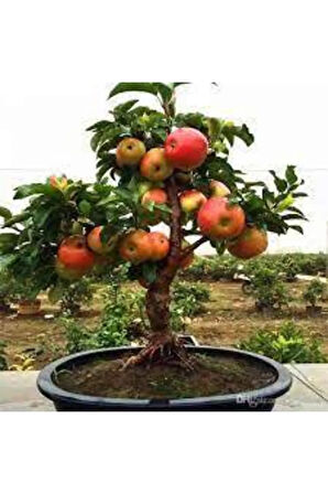 5 Adet Tohum Bodur Bonsai Elma Ağacı Bonzai Tohumu Süpriz Hediye Bonsai Ağacı Tohumu