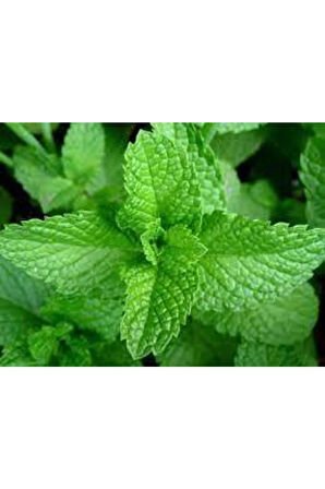 50 Adet Tohum Yediveren Ithalyan Ithal Nane Tohumu Saksı Toprak Sürpriz Hediye Tohum