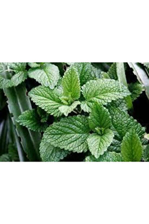 50 Adet Tohum Yediveren Ithalyan Ithal Nane Tohumu Saksı Toprak Sürpriz Hediye Tohum