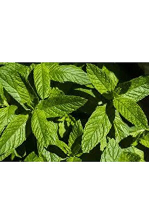 50 Adet Tohum Yediveren Ithalyan Ithal Nane Tohumu Saksı Toprak Sürpriz Hediye Tohum