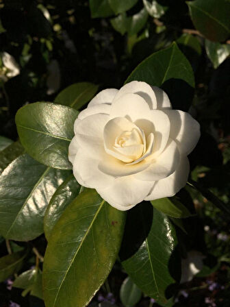 Beyaz Kamelya Camelia Japonica Fidanı 2-3 Yaş