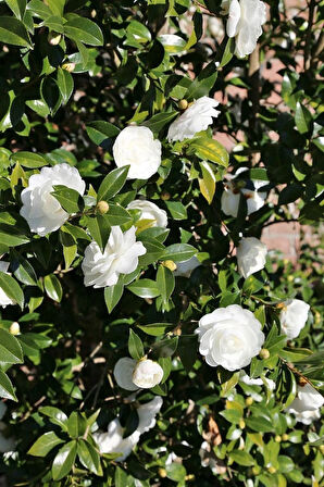 Beyaz Kamelya Camelia Japonica Fidanı 2-3 Yaş