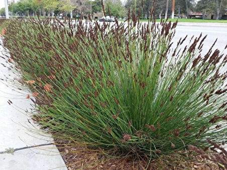 Juncus Acutus Keskin Uçlu Saz Fidanı 1-2 Yaş Tüplü