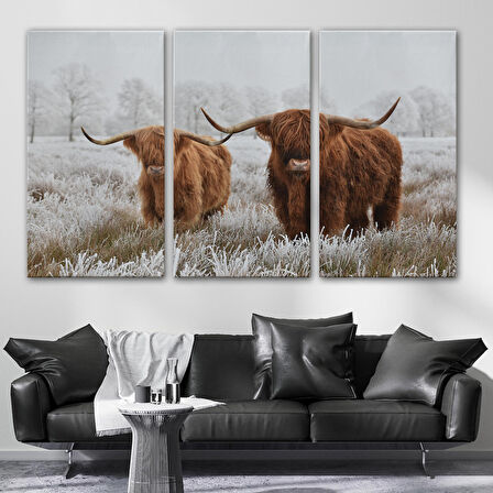 Harita Sepeti İskoçya Sığırları Dekoratif Kanvas Tablo 1150