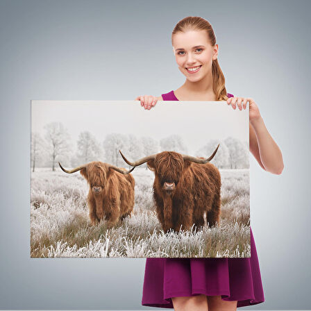 Harita Sepeti İskoçya Sığırları Dekoratif Kanvas Tablo 1150