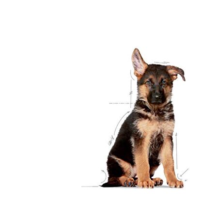 Royal Canin Büyük Irklar için Yavru Kuru Köpek Maması 15kg