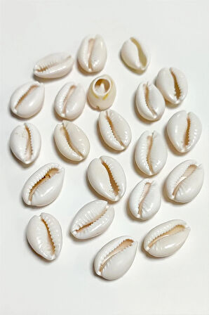 10 Adet Orjinal İstiridye Aparatı Orta