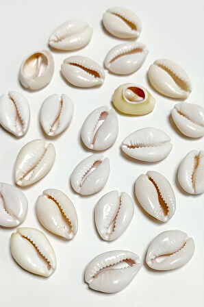 10 Adet Orjinal İstiridye Aparatı Büyük