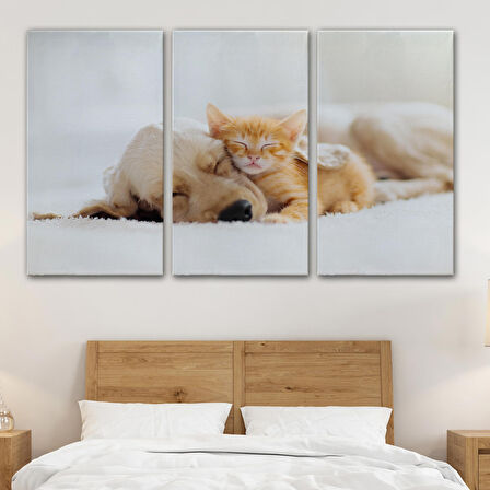 Harita Sepeti Golden Köpek İle Uyuyan Yavru Kedi Dekoratif Kanvas Tablo 1176