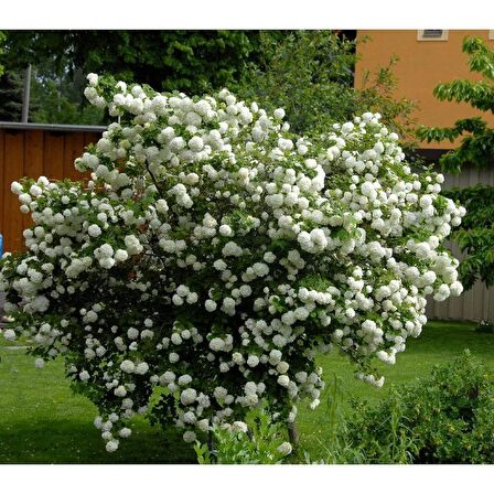 10 Adet Çınar Kartopu Fidesi viburnum opulus, 30-60 Cm. Boyunda