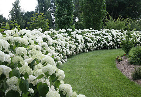 10 Adet Çınar Kartopu Fidesi viburnum opulus, 30-60 Cm. Boyunda