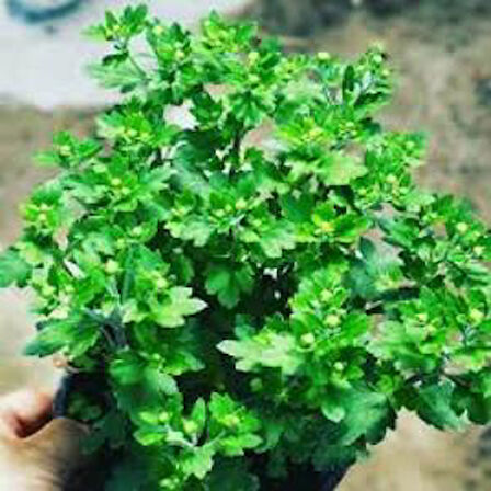 Sarı Kasımpatı Krizantem Chrysanthemum Çiçeği 10-20 cm