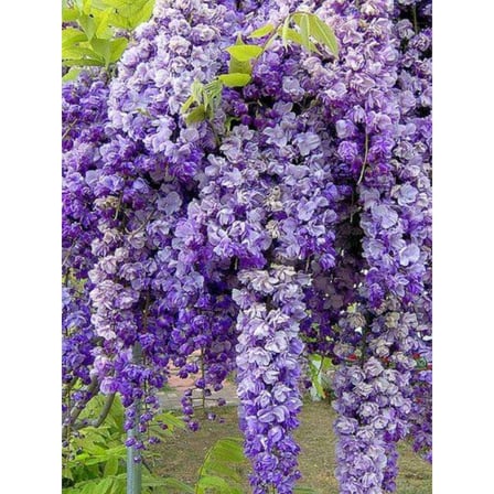 Kokulu Çin Morsalkım Mor Salkım Fidanı 20-40 Cm