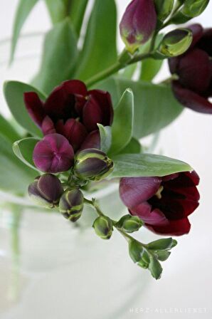 4 Adet Bordo Frezya Çiçeği ( Freesia ) Soğanı Mis Kokulu Katmerli 