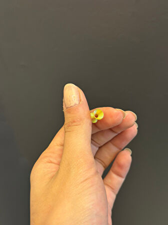 40 ADET 1 CM SARI YAY TAKI AKSESUARI