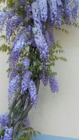 Mor Salkım Fidanı (Wisteria sinensis) - 2 Yaş, Estetik ve Hoş Kokulu Tırmanıcı Bitki