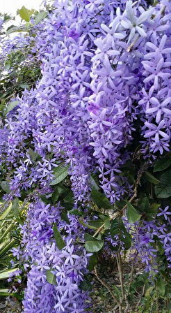 Mor Salkım Fidanı (Wisteria sinensis) - 2 Yaş, Estetik ve Hoş Kokulu Tırmanıcı Bitki