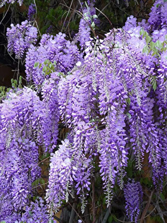 Mor Salkım Fidanı (Wisteria sinensis) - 2 Yaş, Estetik ve Hoş Kokulu Tırmanıcı Bitki