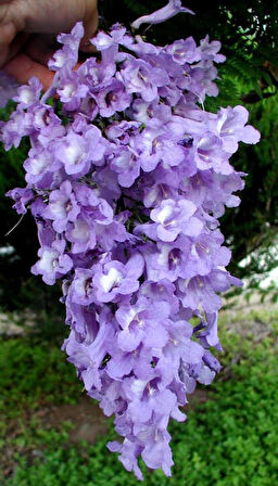 Mor Salkım Fidanı (Wisteria sinensis) - 2 Yaş, Estetik ve Hoş Kokulu Tırmanıcı Bitki